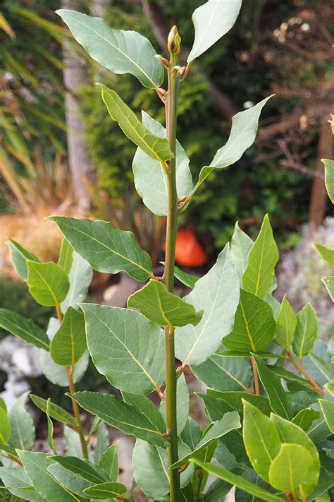 How to Grow and Care for Bay Laurel Trees | Gardener’s Path