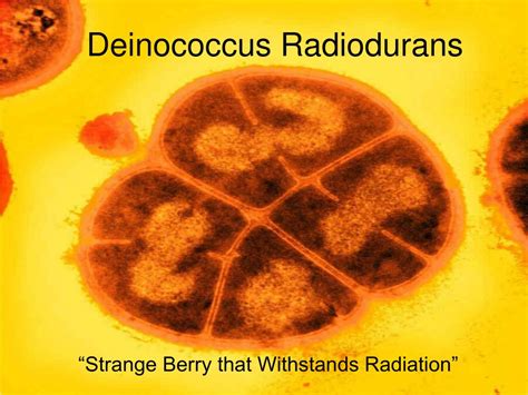 PPT - Deinococcus Radiodurans PowerPoint Presentation - ID:600964