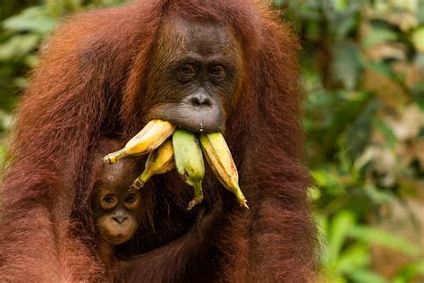 13 Pictures of Beautiful, Endangered Orangutans