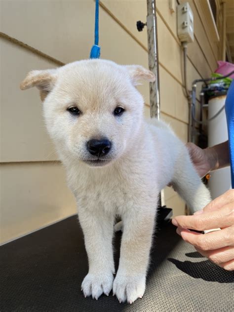 Shiba Inu Puppies For Sale | Honolulu, HI #326693