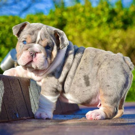 British Bulldog Puppies For Free