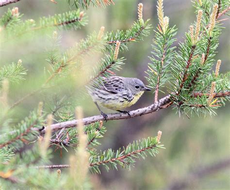 Kirtland's Warbler | Audubon Field Guide