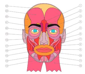 Facial muscles - ImproveFP