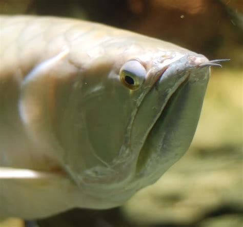 Silver Arowana 101: Care, Size, Tank Mates & More!