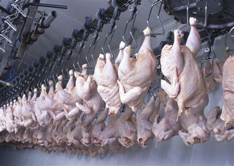 Pollo: l'allevamento intensivo amplifica i rischi sanitari ed economici