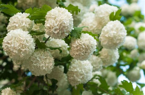 How to Grow Chinese Snowball Viburnum | Snowball viburnum, Viburnum ...