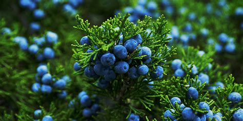 The Amazing Juniper Bush – What You’ll Want to Know