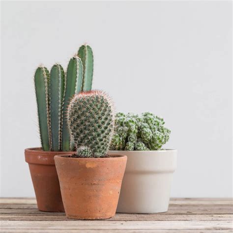 14 Ways to Decorate Your Home with Cactus | The Family Handyman