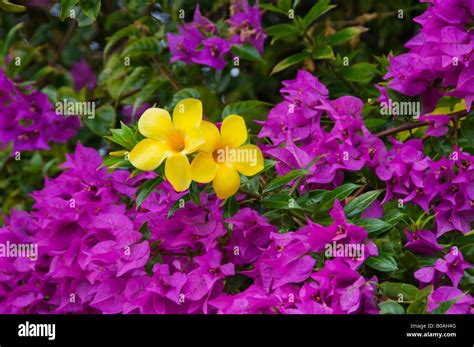 Tropical foliage of Bougainvillea and the golden trumpet flowers in the Florida Keys USA Stock ...