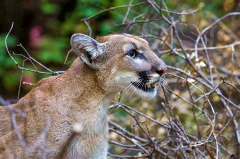 Mountain Lions Face Loss of Genetic Diversity (U.S. National Park Service)