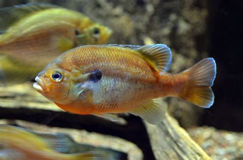 Virginia Living Museum | Redbreast sunfish fry development