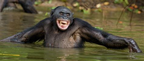 Chimpanzees vs. Bonobos: What’s the Difference? - Earth.com