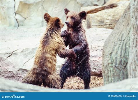 Bear cubs playing stock photo. Image of baby, chill - 156016264