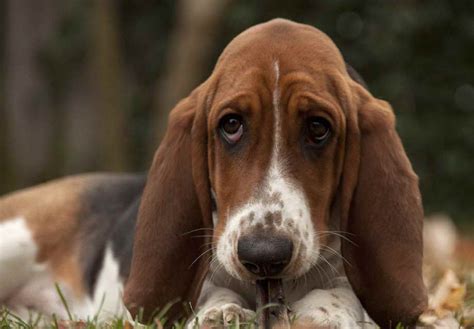 American Basset Hound Puppies Information | PETSIDI