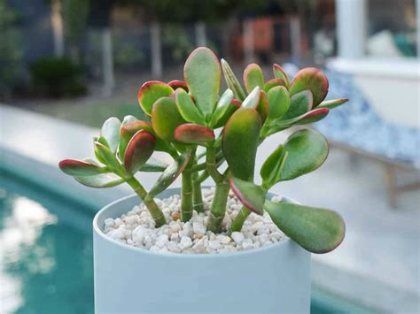 4 Common Reasons Your Jade Plant is Wilting - World of Succulents