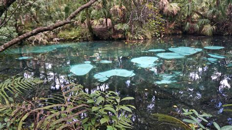 Hiking Salt Springs – Florida Hikes