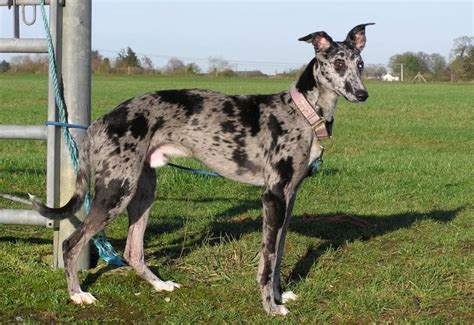 blue merle greyhound - Google Search | Beautiful dogs, Domestic dog ...