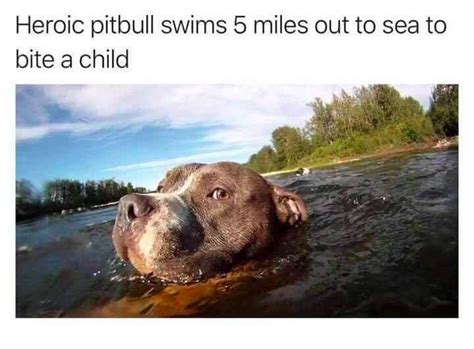 Anti-Pitbull Memes | Pitbulls vs. Toddlers | Know Your Meme