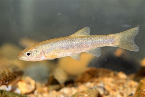 Breeding And Raising Minnows: What You Need To Know | PawTracks