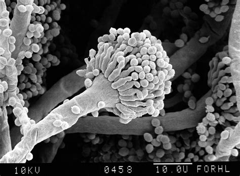 Conidia Aspergillus