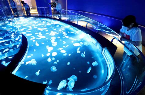 Jellyfish Boom in Japanese Aquariums 016 | JAPAN Forward