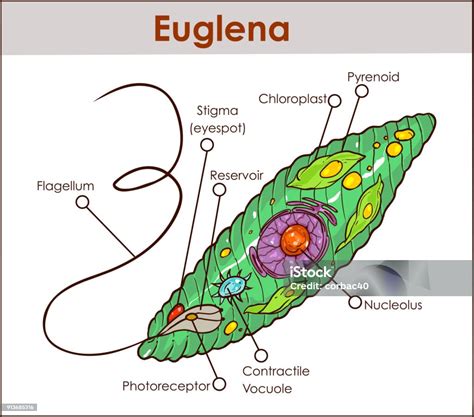 Vector Euglena Cross Section Diagram Representative Protists Euglenoid ...