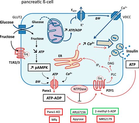 CrossFit | Chronic Fructose Renders Pancreatic β-Cells Hyper-Responsive ...