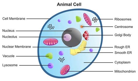Animal Cell Diagram Images – Browse 34,913 Stock Photos, Vectors, and Video | Adobe Stock