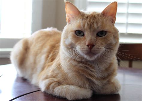 Cat Loaf Of Bread