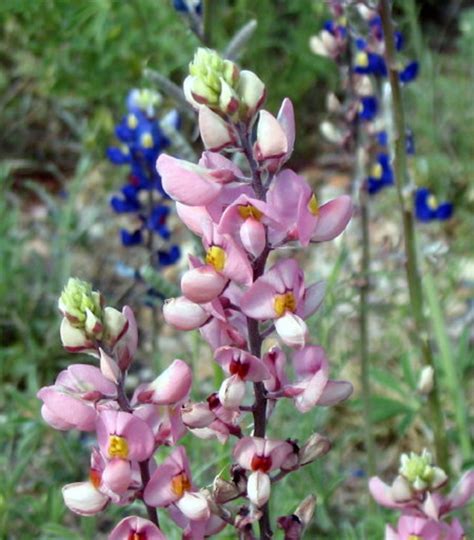 Bluebonnets and Texas Wildflowers in the Spring, Plus Lady Bird Johnson ...