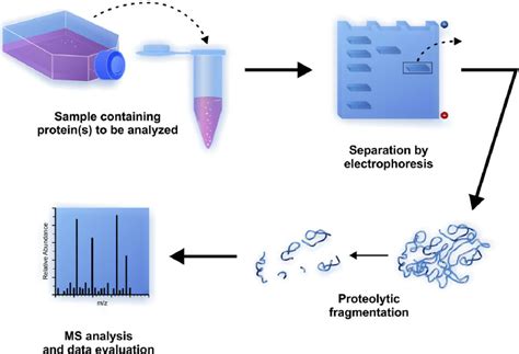 Steps of proteomic analysis using mass-spectrometry after separation ...