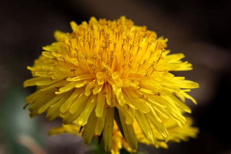 Dandelion Flower Close Up Picture | Free Photograph | Photos Public Domain