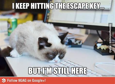 Every day at school | Funny grumpy cat memes, Grumpy cat humor, Cat jokes