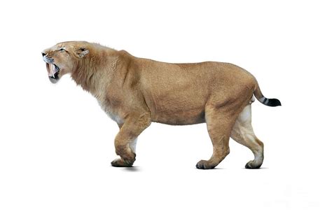 Sabre-toothed Cat Photograph by Roman Uchytel/science Photo Library