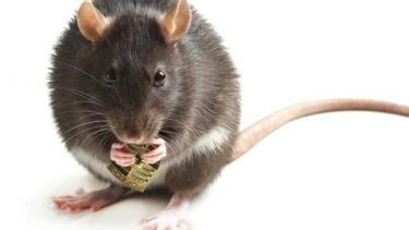 How Arizona Homeowners Can Prevent Pack Rat Damage