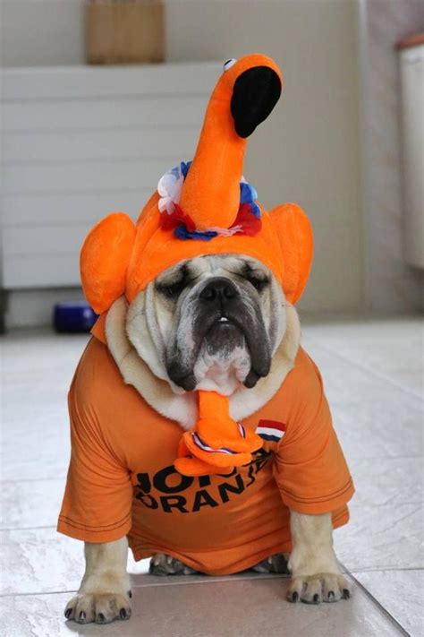 17 Best images about Funny #Bulldogs' #costumes on Pinterest | Best dogs, English bulldog funny ...