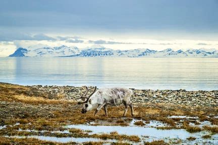 Greenland Wildlife | Swoop Arctic