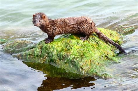 Free download | american mink, aquatic animal, lake erie, animal themes ...