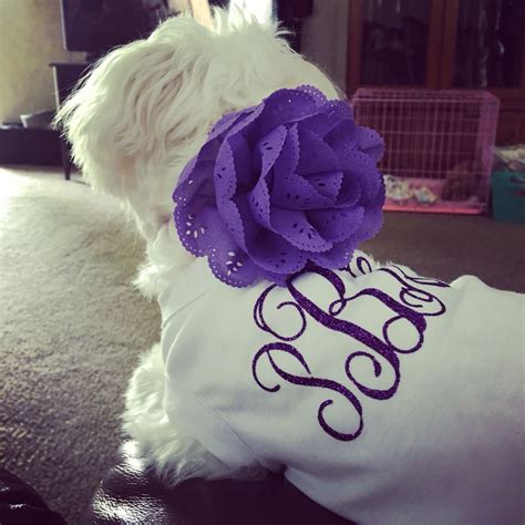 Maltese, 7 month old Maltese, Priscilla, monogrammed dog dress, dog clothes, collar accessories ...