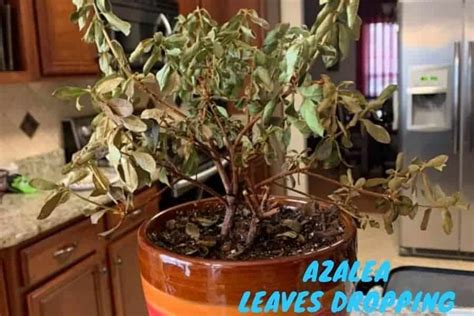 Azalea Leaves Falling Off (And How To Fix It) - Garden For Indoor