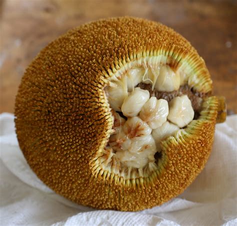 Marang, Artocarpus odoratissimus