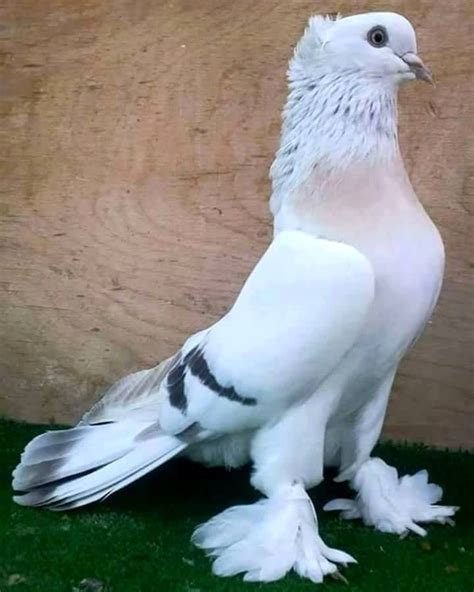 643 best Fancy pigeons images on Pinterest | Beautiful birds, Birds and Arm challenge