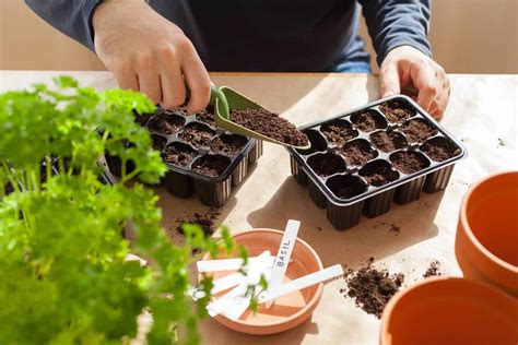 A Complete Guide on How to Sow Seeds Indoors - Hort Zone