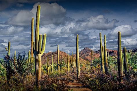 Saguaro Cactus Saguaro National Park Tucson Arizona - Etsy