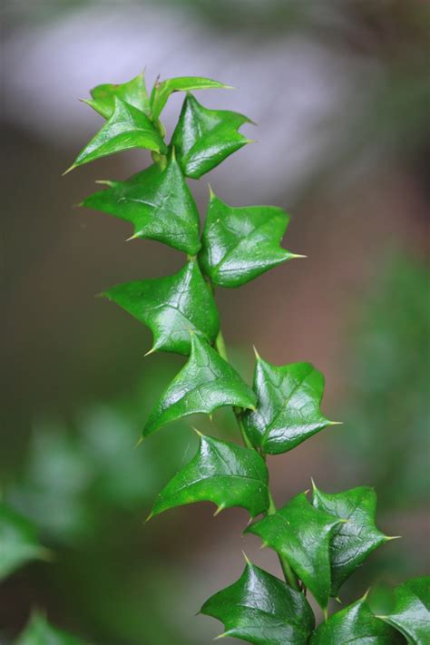 Ilex cornuta (Chinese Holly, Horned Holly) | North Carolina Extension ...