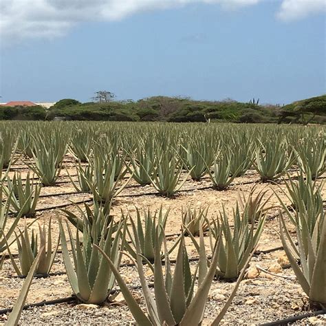 חוות דעת על ‪Aruba Aloe Factory, Museum and Store‬ - ארובה, הקריביים - Tripadvisor