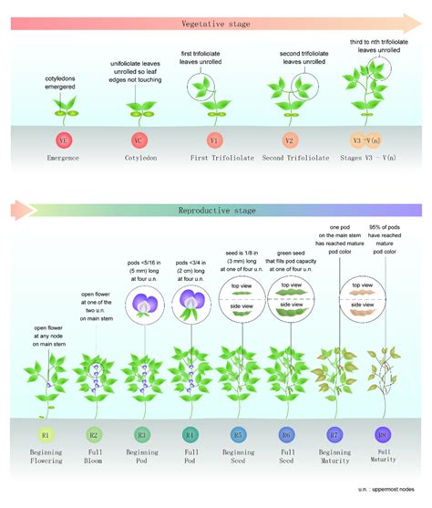 Growth regulators promote soybean productivity: a review [PeerJ]