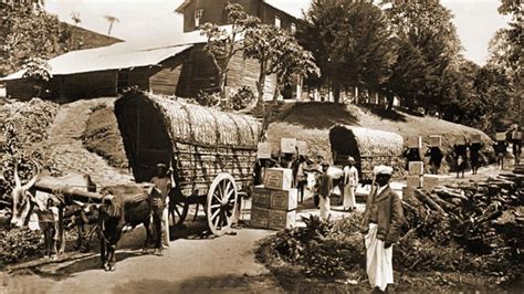 BULLOCK CARTS USED TO TRANSPORT FROM CEYLON TEA PLANTATIONS.Turn of the ...