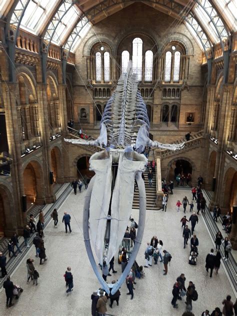 Blue Whale, Natural History Museum, London. (Photo: WendyJames • March 2018) | Anatomía