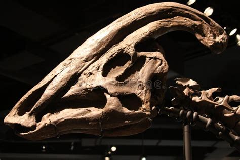 Parasaurolophus skull editorial photo. Image of fossil - 19038601